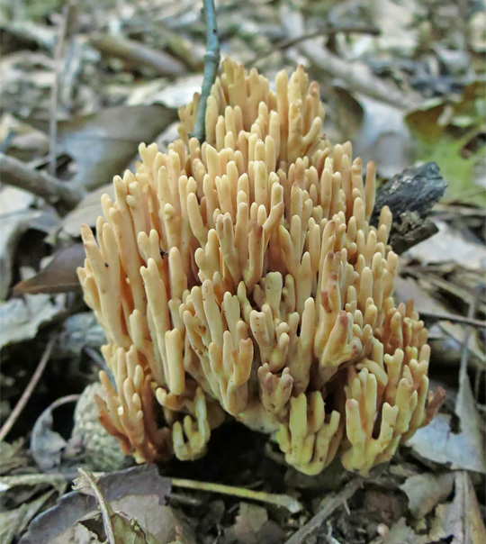 Coral_Fungi