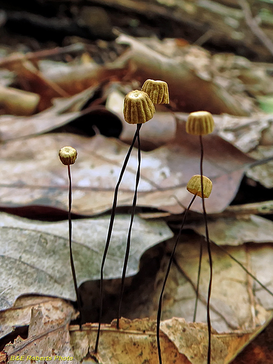 Marasmius