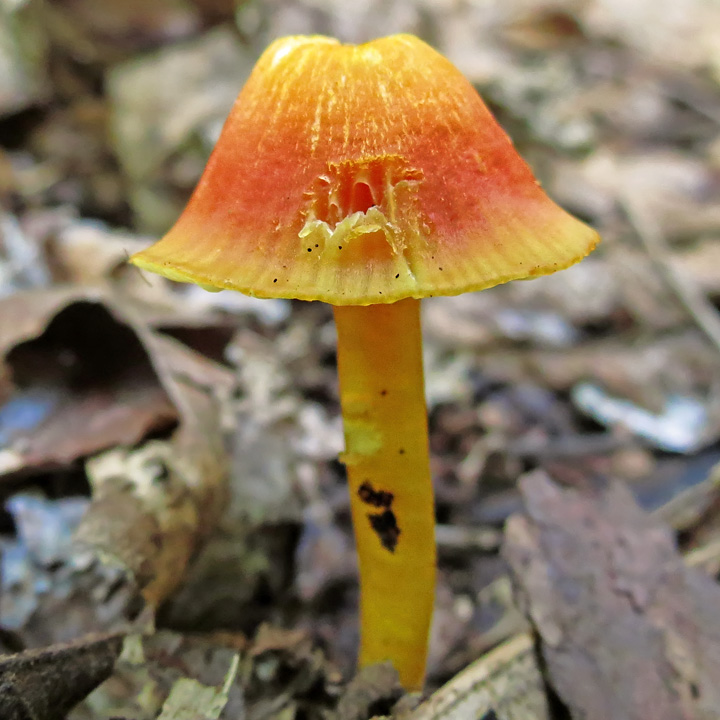 Hygrocybe