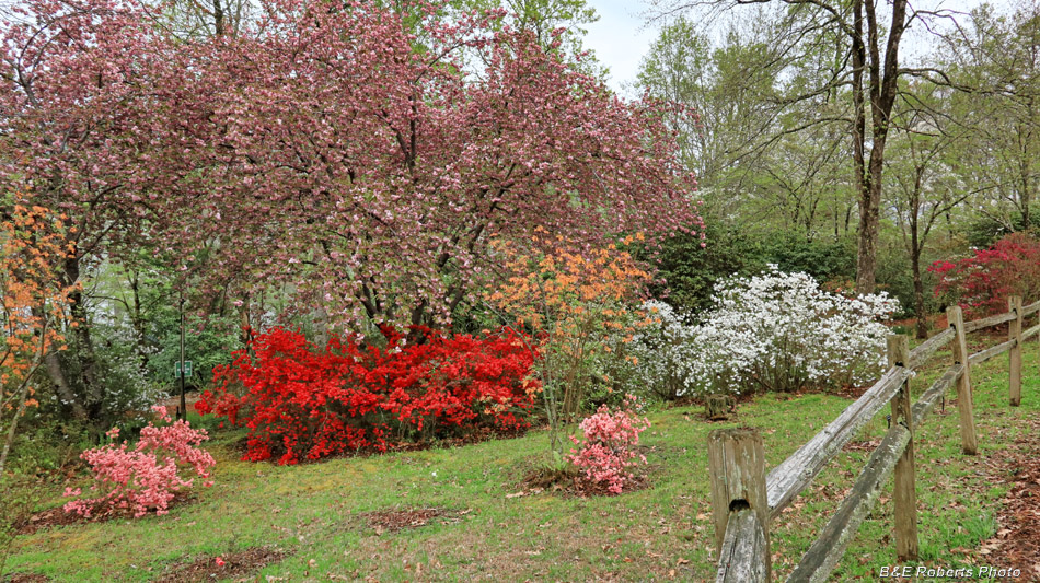 Blooms