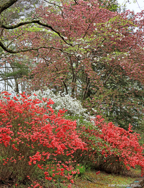 Blooms