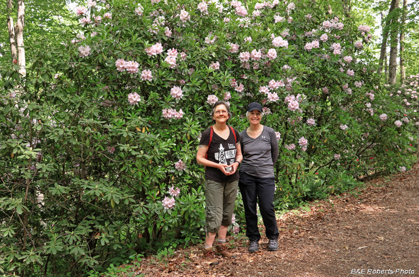 Rhododendrons