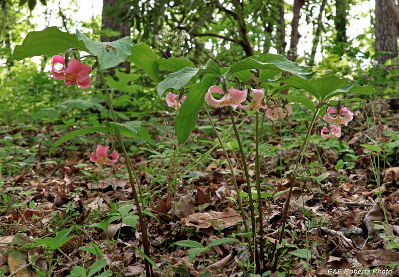 Catesby_Trilliums