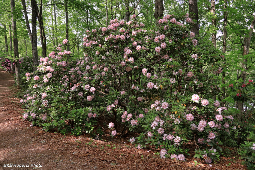 Rhododendrons