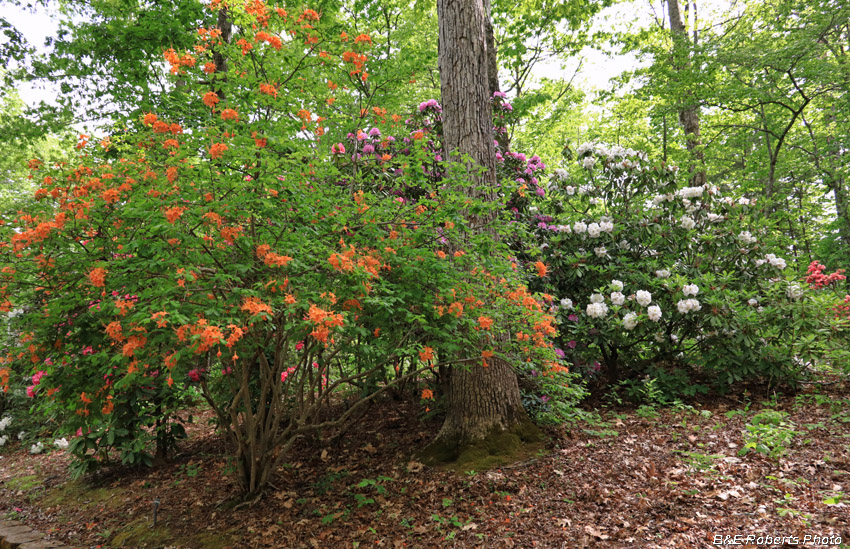 Rhododendrons