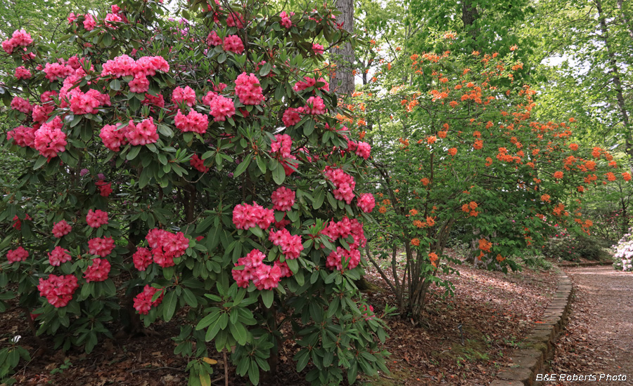 Rhododendrons