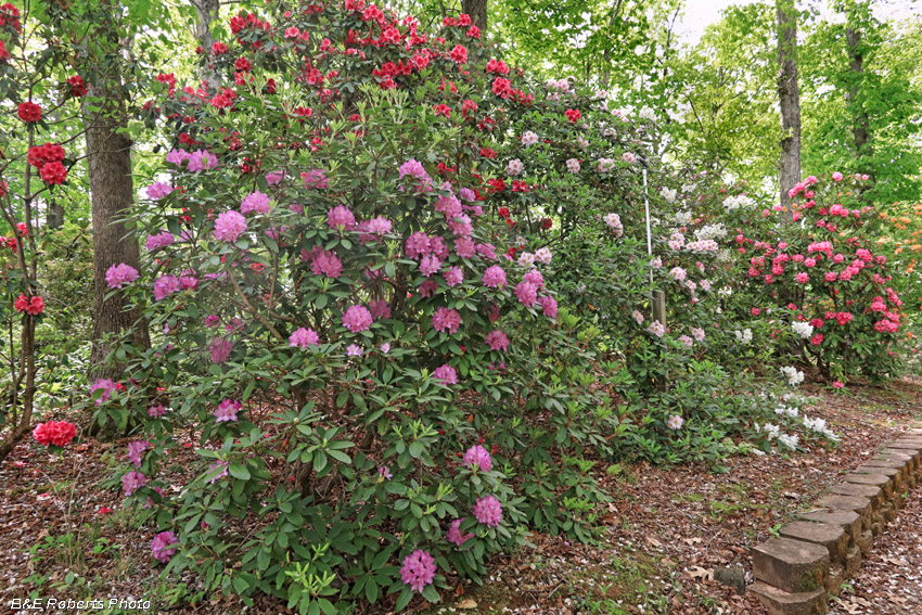 Rhododendrons