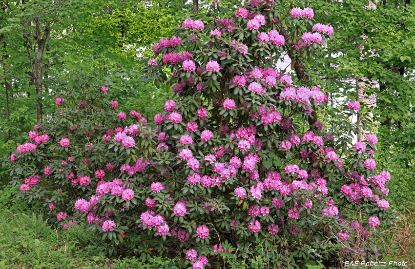 Rhododendrons