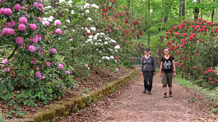 Rhododendrons