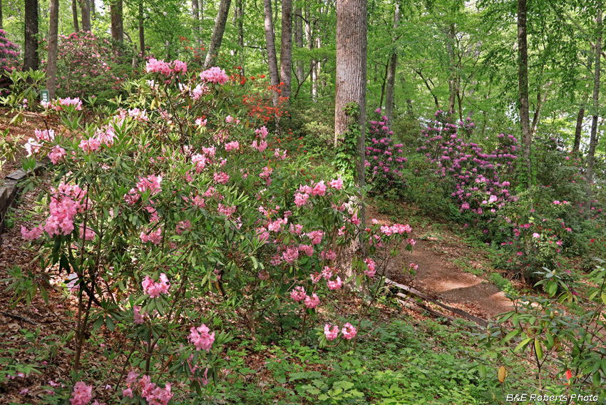 Rhododendrons