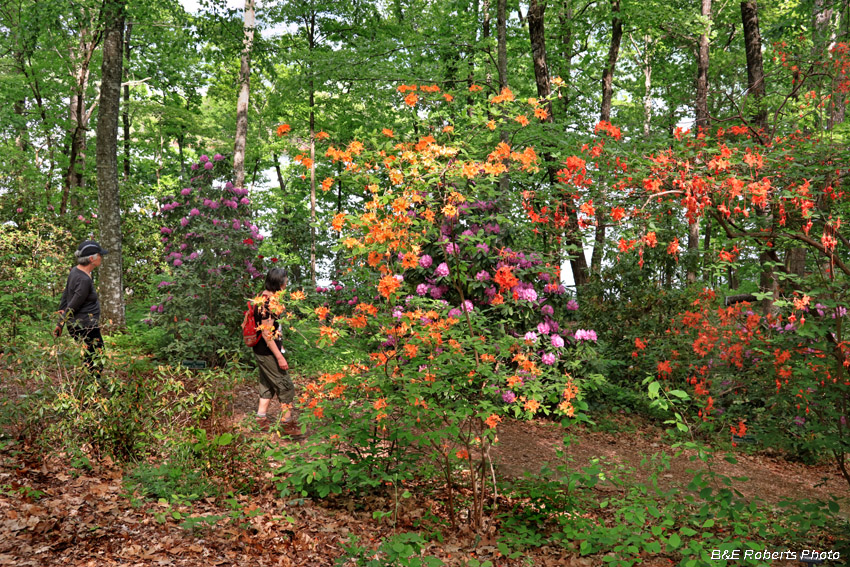 Rhododendrons