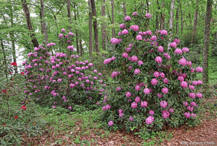 Rhododendrons