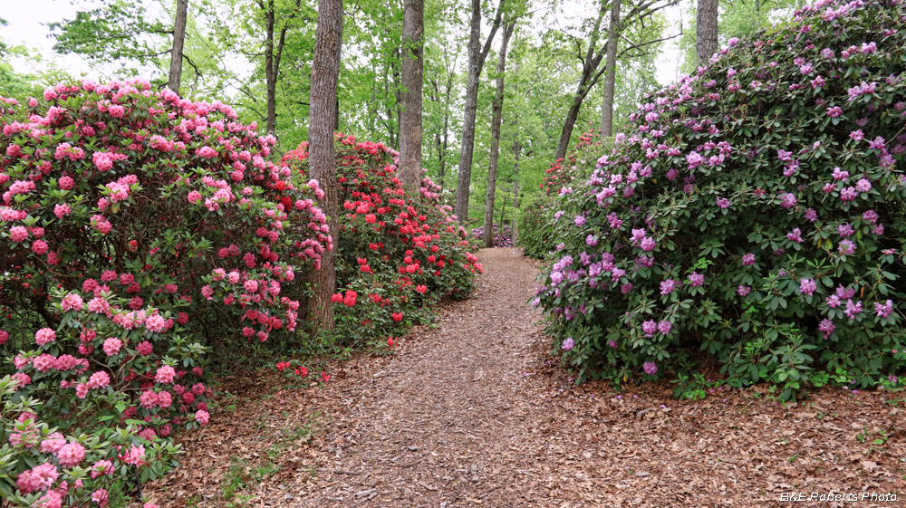 Rhododendrons