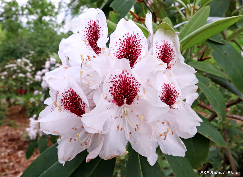 Rhododendrons