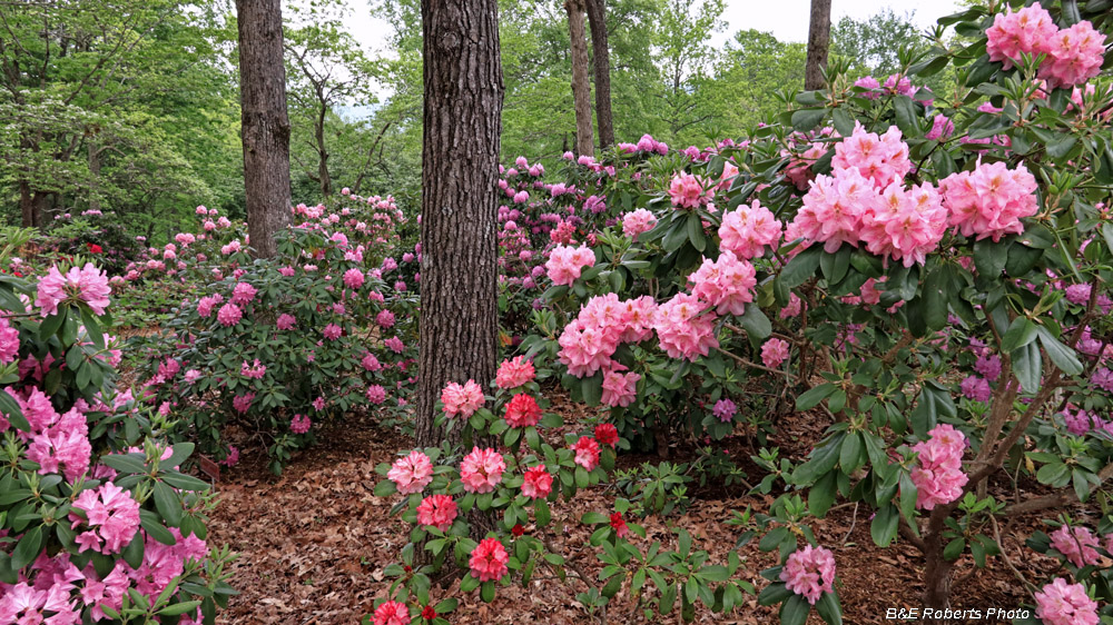 Rhododendrons