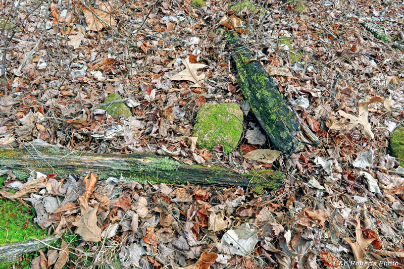 Cabin_corner_logs