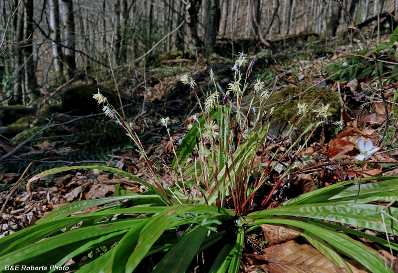 Carex_plantaginea