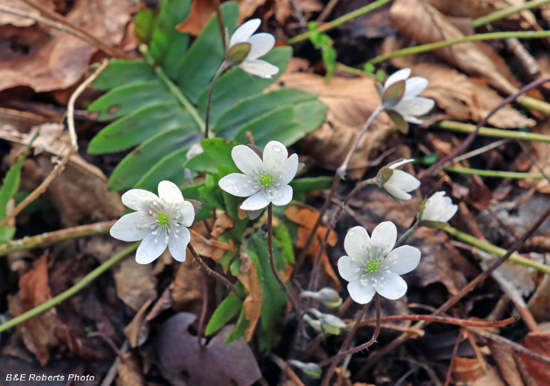 Hepatica