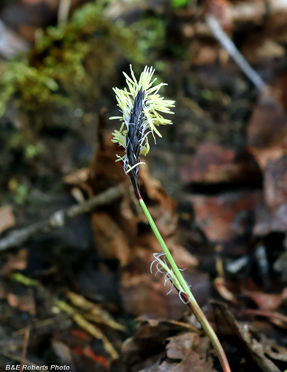 Carex_plantaginea