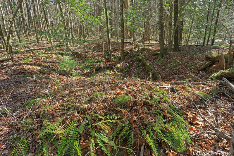 Homesite_Cellar