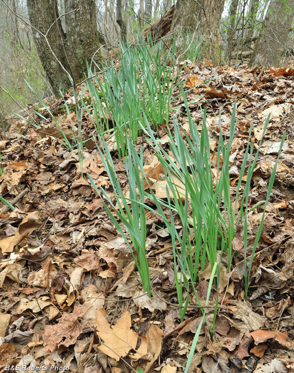 Daffodils