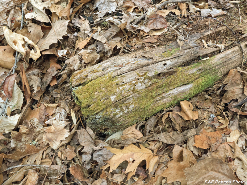 Logs
