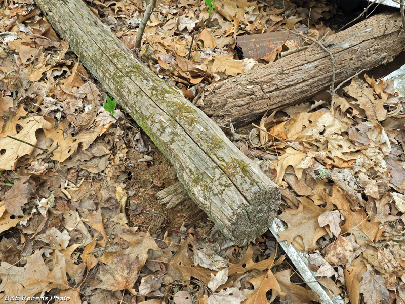Logs