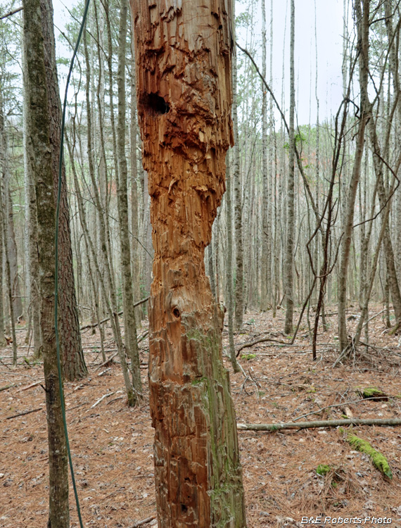 Scraped-chewed_telephone pole