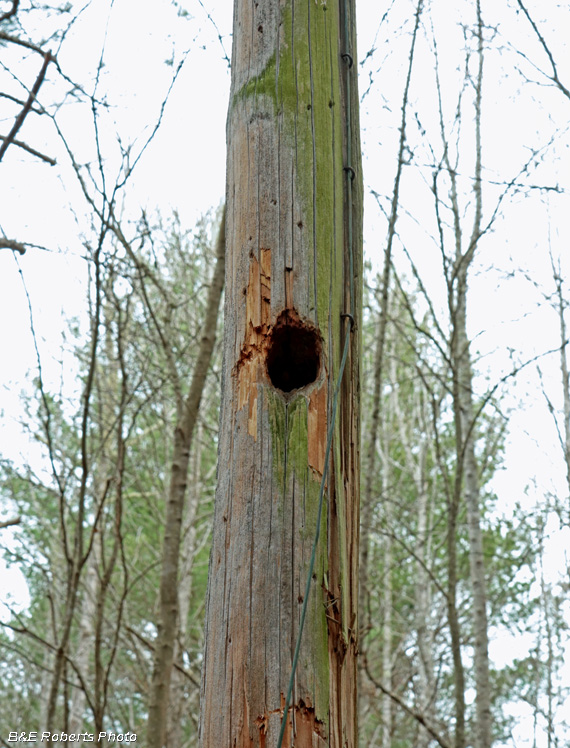 Old_telephone_pole