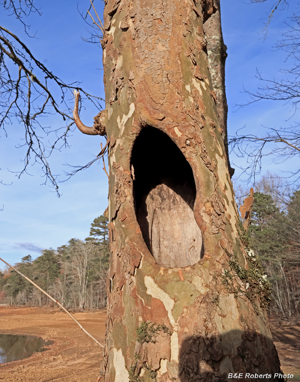Tree_cavity