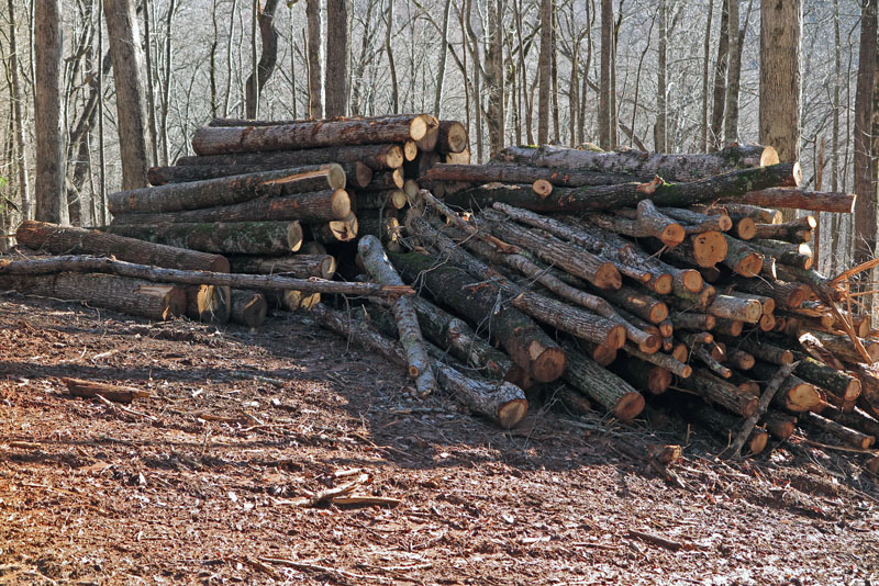 logs