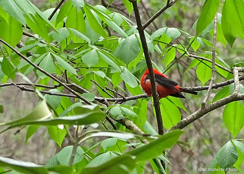 Scarlet_Tanager