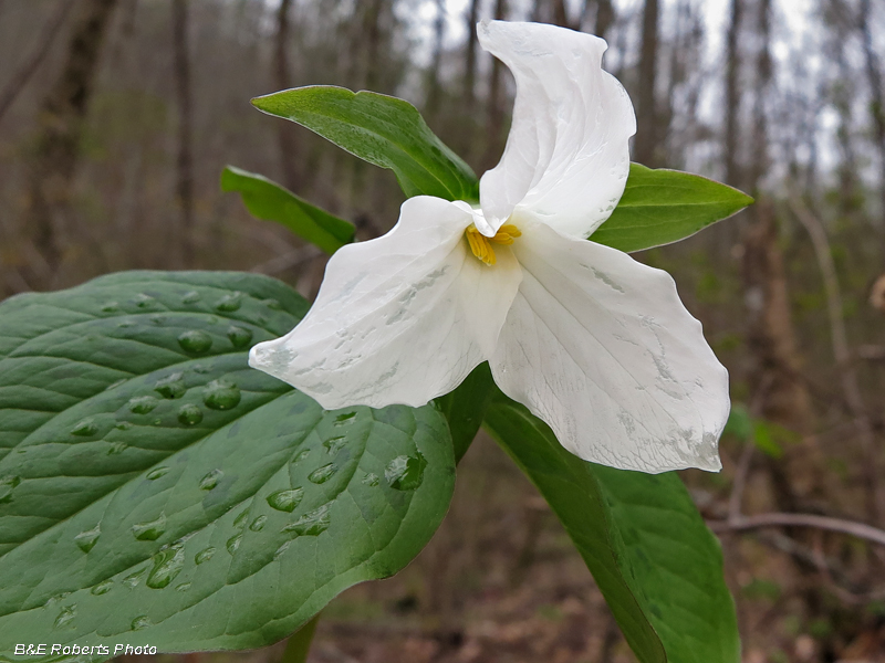 Trillium_grandiflorum