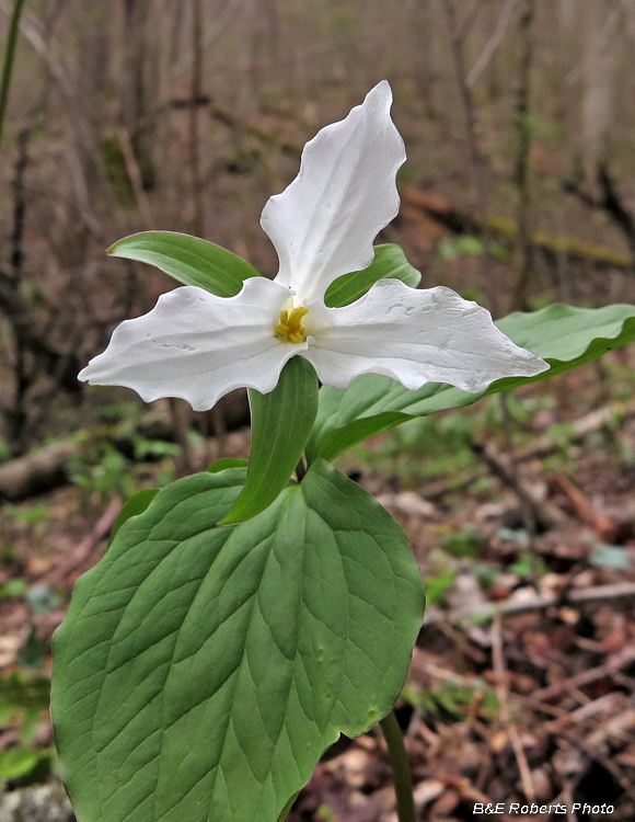 Trillium_grandiflorum