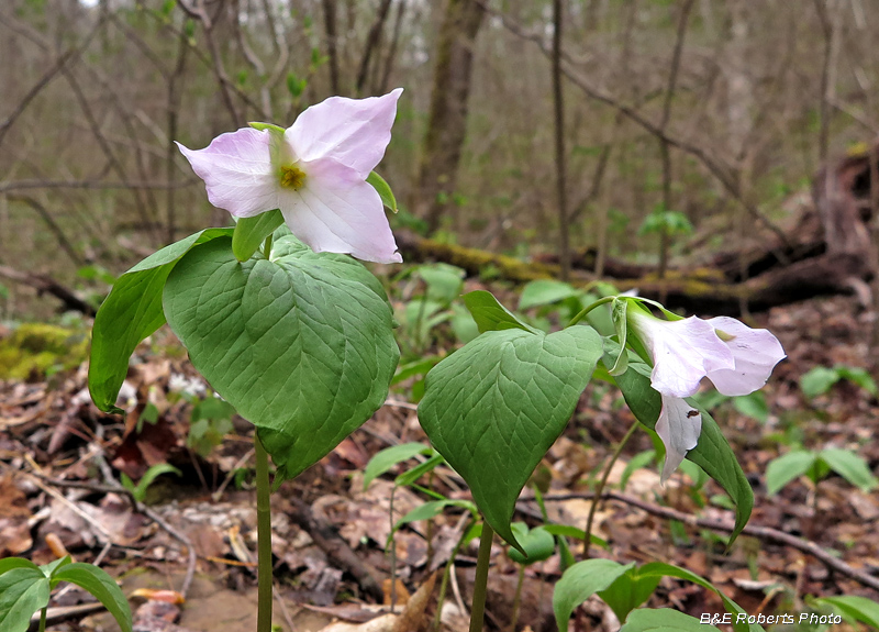 Trillium_grandiflorum