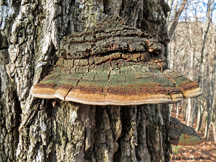 Bracket_Fungi