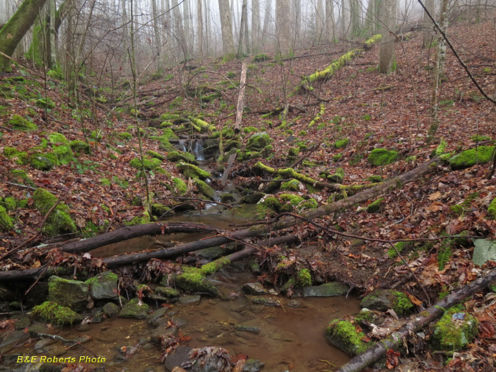 Mossy_Creek_Woods