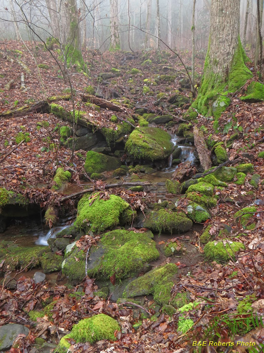 Mossy_Creek_Woods