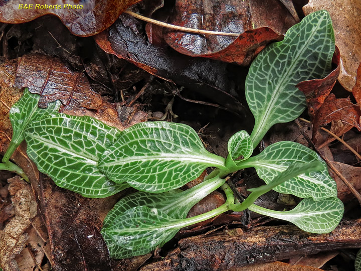 Rattlesnake_Orchid_leaves