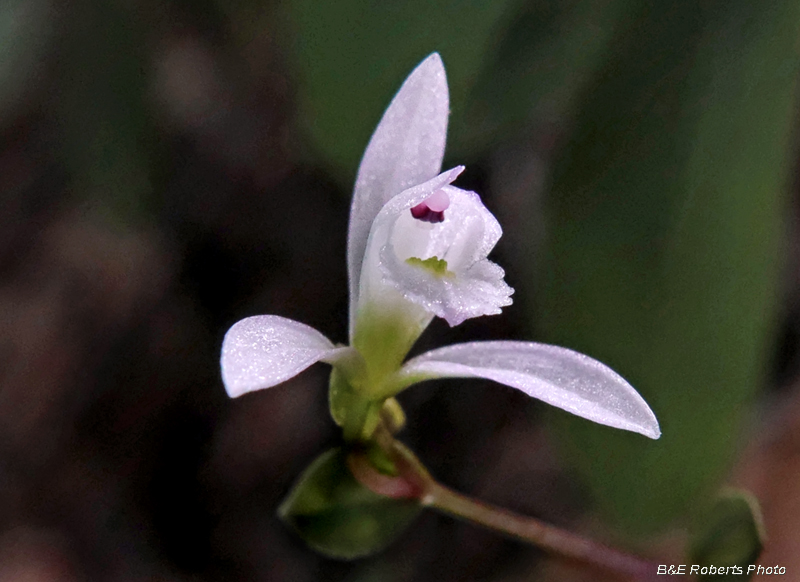 Three_Birds_Orchids