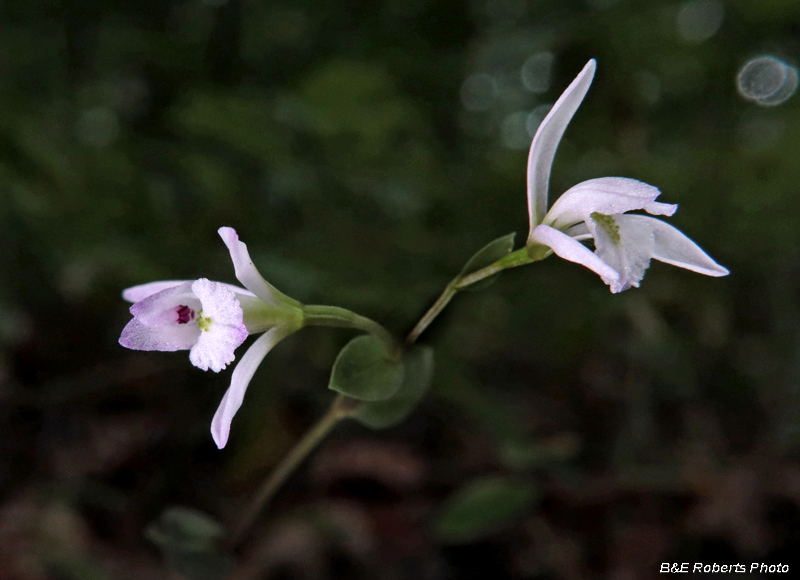 Three_ Birds_Orchid