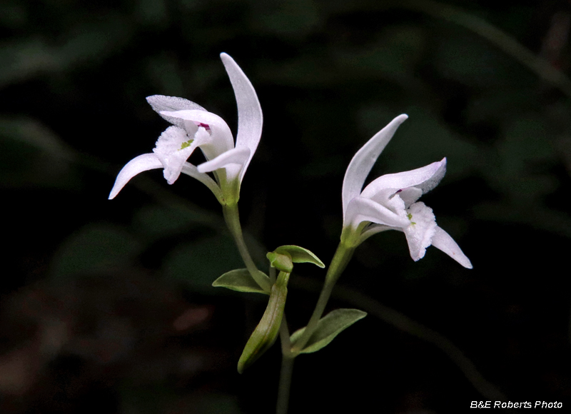 Three_Birds_Orchids