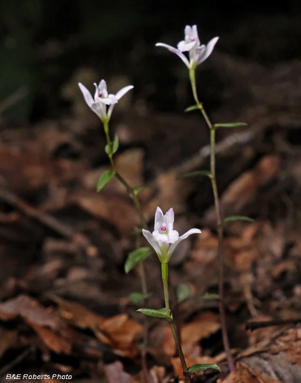 Three_Birds_Orchids