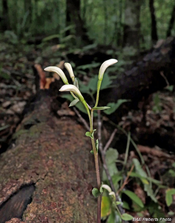 Three_Birds_Orchid_buds