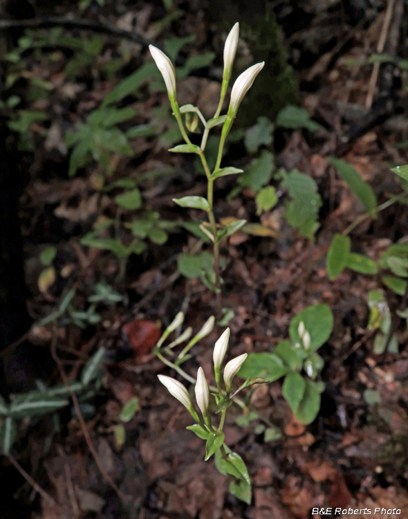 Three_Birds_Orchid_buds