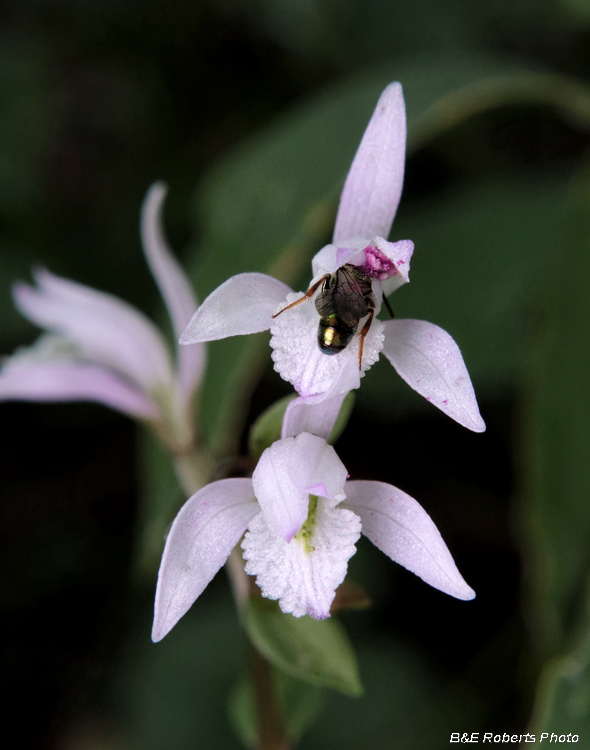 Three_Birds_Orchid_pollination