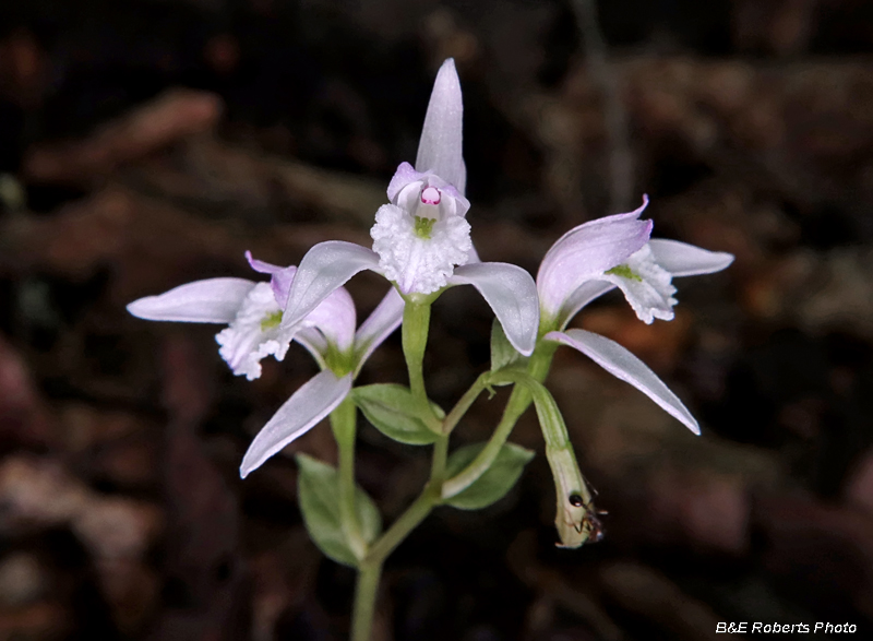 Three_Birds_Orchid