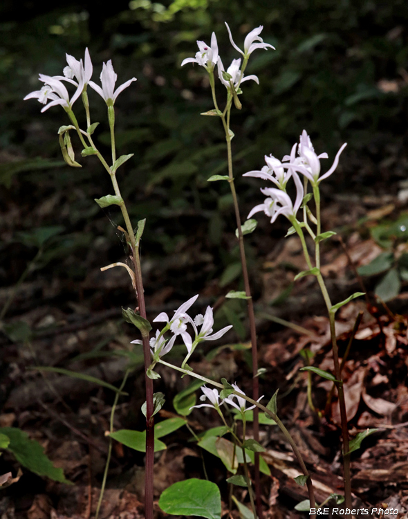 Three_Birds_Orchids