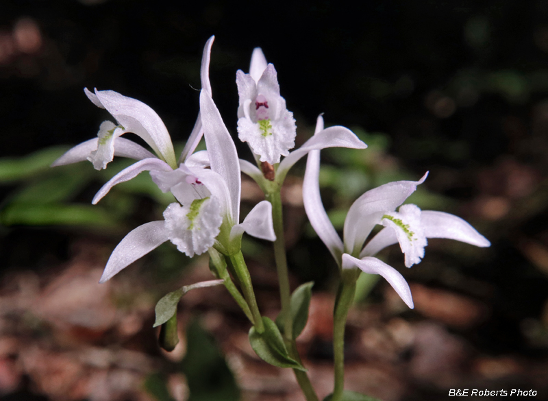 Three_Birds_Orchids