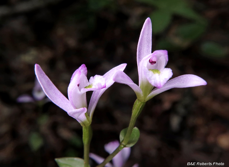 Three_Birds_Orchids